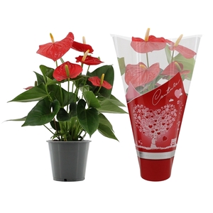 Anthurium Esudo in Couture sleeve