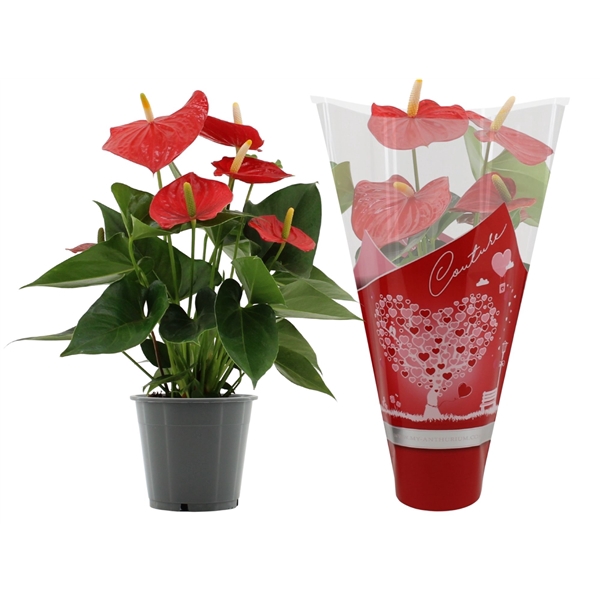 <h4>Anthurium Esudo in Couture sleeve</h4>