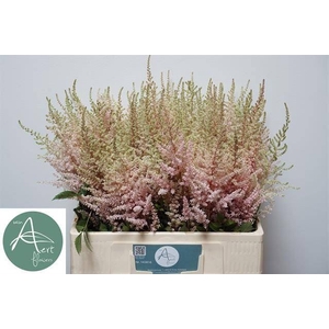 Astil Avalanche