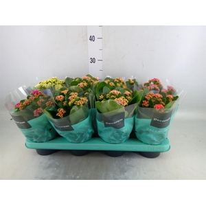 Kalanchoe blos. 'Serenity'   ...mix