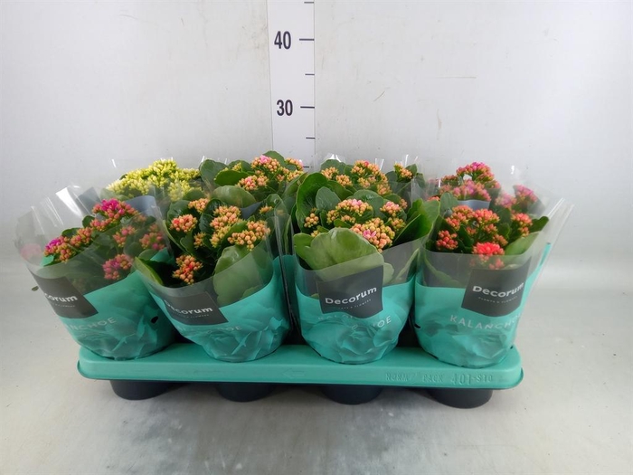 <h4>Kalanchoe blos. 'Serenity'   ...mix</h4>