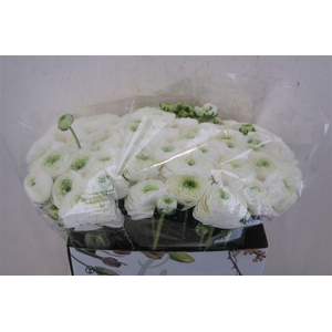 Ran Cloni 1 White Angel