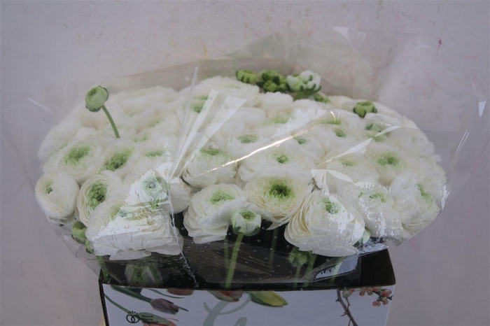 <h4>Ran Cloni 1 White Angel</h4>