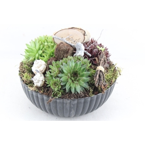 arr4 Semp VL - Kunstst. black ribbel rond KL. x2