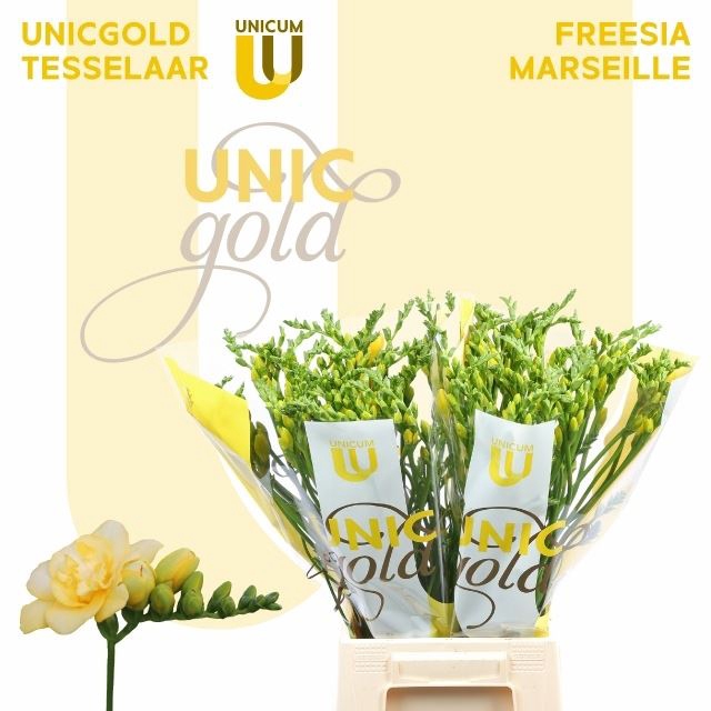 <h4>Freesia du Marseille</h4>