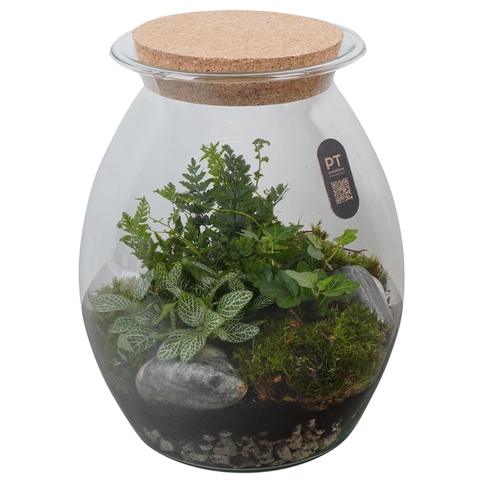 <h4>Arr.   Kamerplant Groen H%</h4>