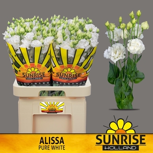 Alissa Pure White