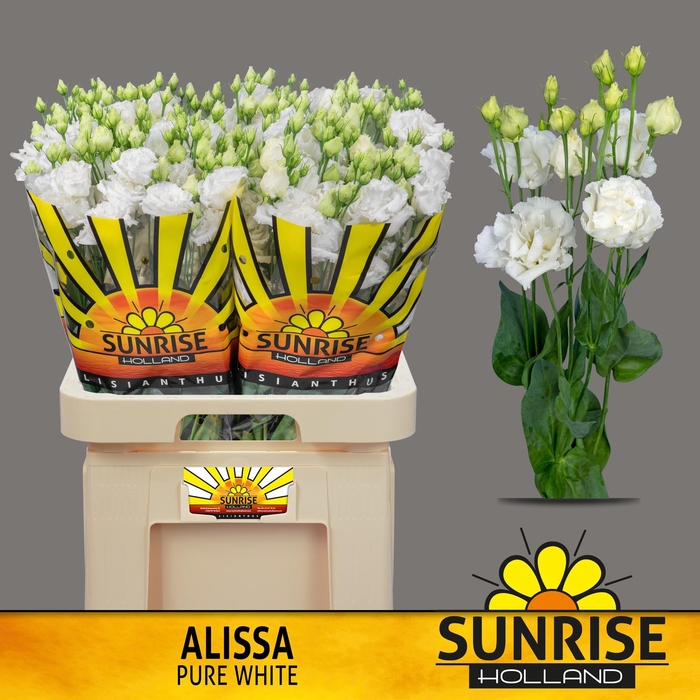 <h4>Alissa Pure White</h4>