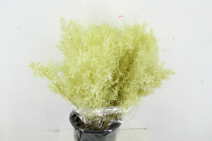 <h4>RUSCUS BLEACHED MINT GREEN</h4>