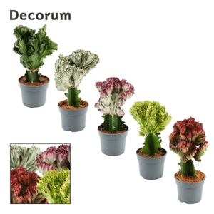 Euphorbia Lactea 9 cm Spikey (Decorum)