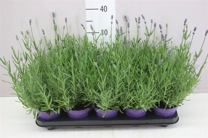 <h4>Lavandula An Hidcote</h4>
