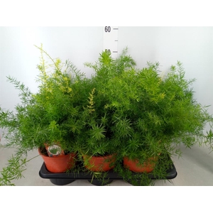 Asparagus dens. 'Sprengeri'