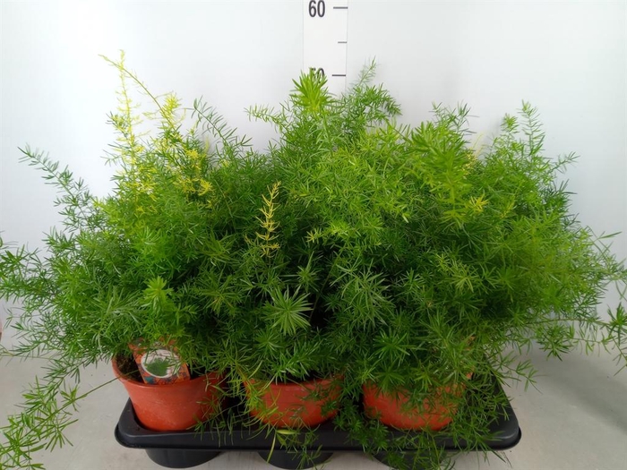 <h4>Asparagus dens. 'Sprengeri'</h4>