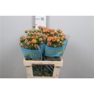 Ran Butterfly Orange New