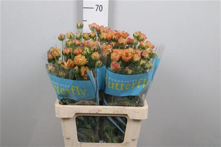 <h4>Ran Butterfly Orange New</h4>