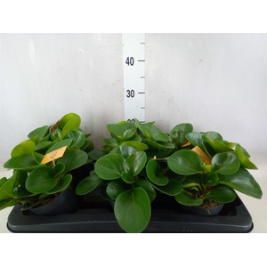 Peperomia obt. 'Green Gold'