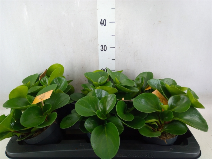 <h4>Peperomia obt. 'Green Gold'</h4>