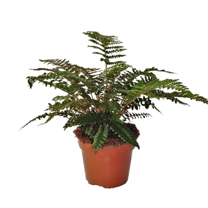 Polystichum Polyblepharum (Winterhard)