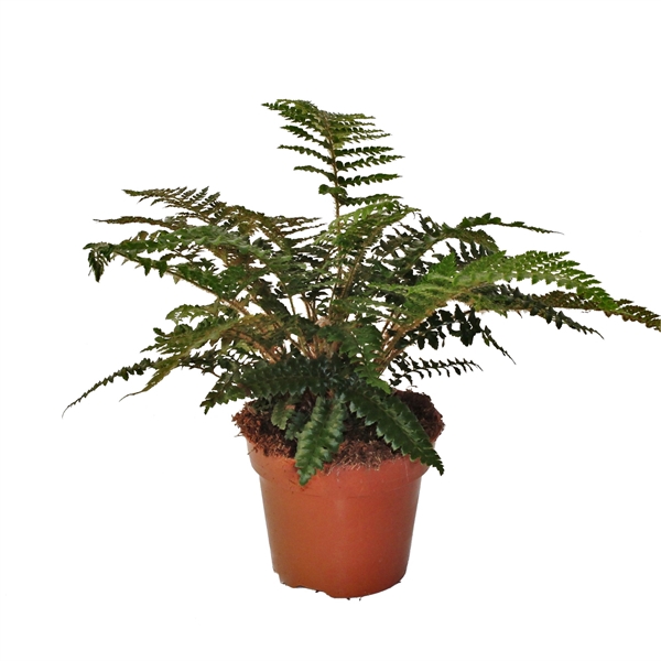 <h4>Polystichum Polyblepharum (Winterhard)</h4>