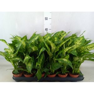 Dieffenbachia  'Compacta'