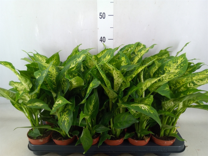 <h4>Dieffenbachia  'Compacta'</h4>