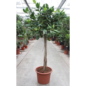 Ficus Benghalensis