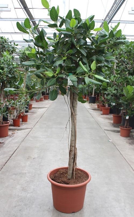 <h4>Ficus Benghalensis</h4>