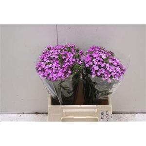 Di Barb K Am Lavender