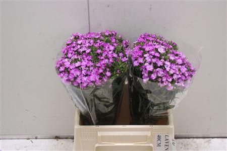 <h4>Di Barb K Am Lavender</h4>