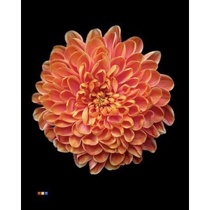 Chr T Altaj Fireball