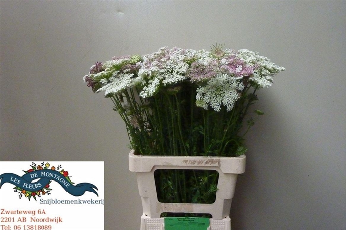 <h4>Daucus Carota Dara</h4>