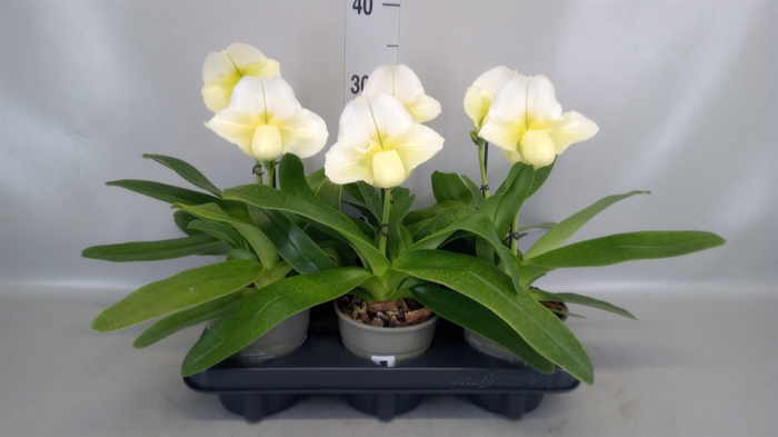 <h4>Paphiopedilum american hybride mix</h4>