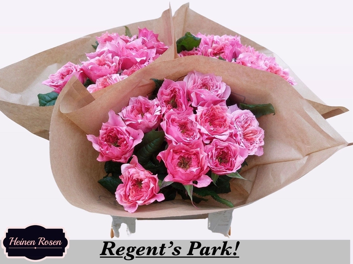 <h4>R GR REGENTS PARK!</h4>