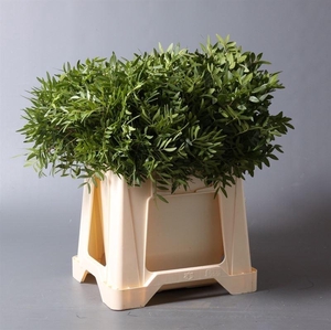 PISTACIA (BLAD) PISTACHE KORT