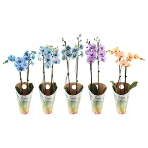 Enjoy Potcover Phal I Am Special Mix 2T14+