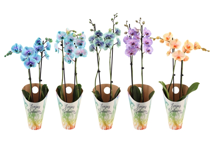 <h4>Enjoy Potcover Phal I Am Special Mix 2T14+</h4>