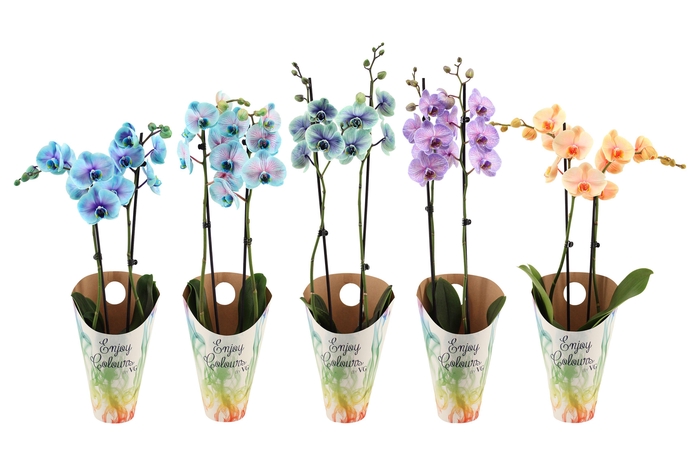 <h4>Enjoy Potcover Phal I Am Special Mix 2T14+</h4>