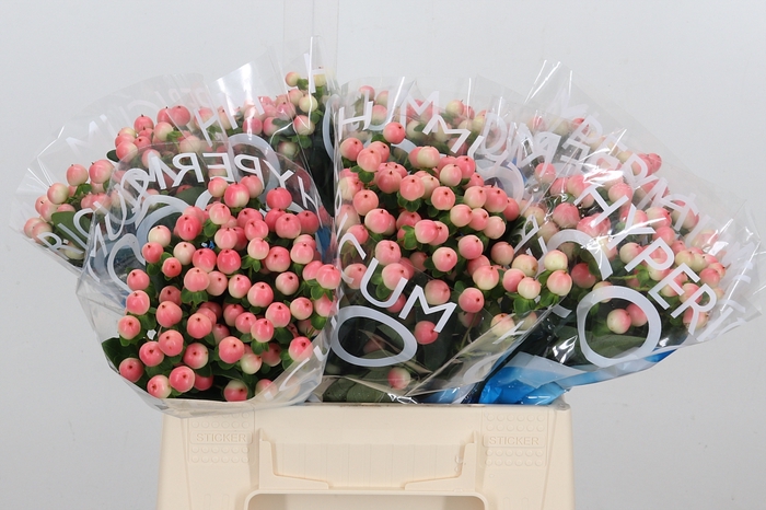 <h4>Hyp Coco Tiamo</h4>
