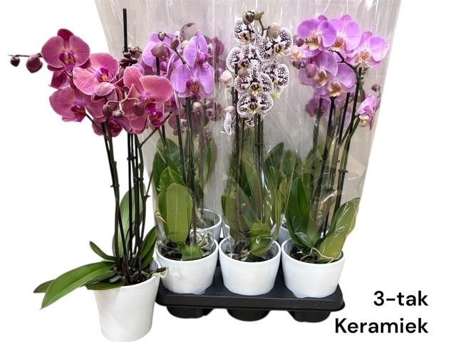 <h4>ARR PHALA MT 14+</h4>