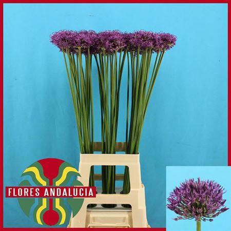 <h4>Allium Gladiator</h4>