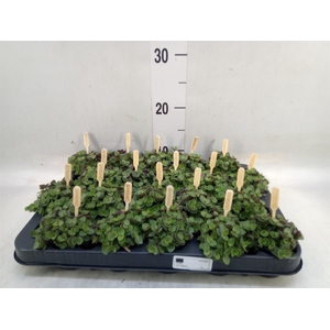 Callisia repens 'Turtle'