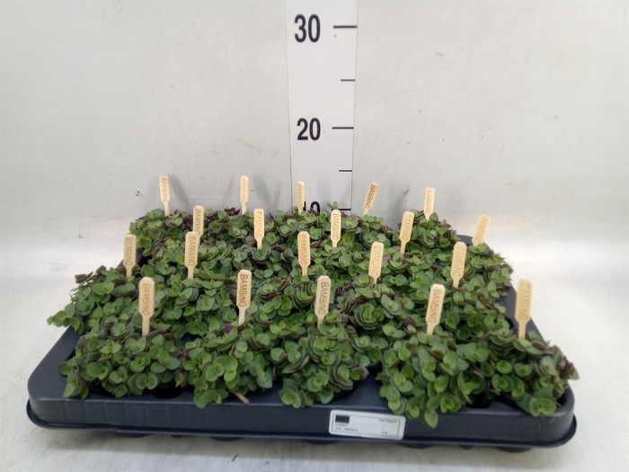 <h4>Callisia repens 'Turtle'</h4>