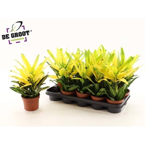 Codiaeum variegatum Sunny Star 12Ø 35cm 2pp