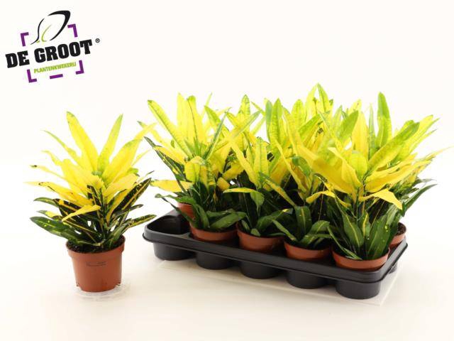 Codiaeum variegatum Sunny Star 12Ø 35cm 2pp