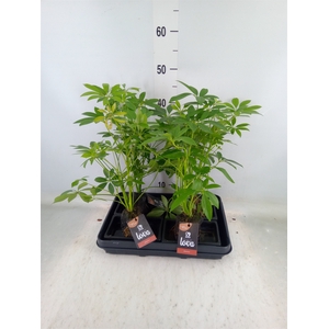 Arr.   Kamerplant Groen H%