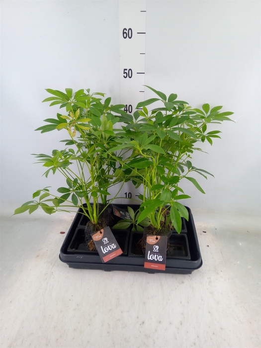<h4>Arr.   Kamerplant Groen H%</h4>