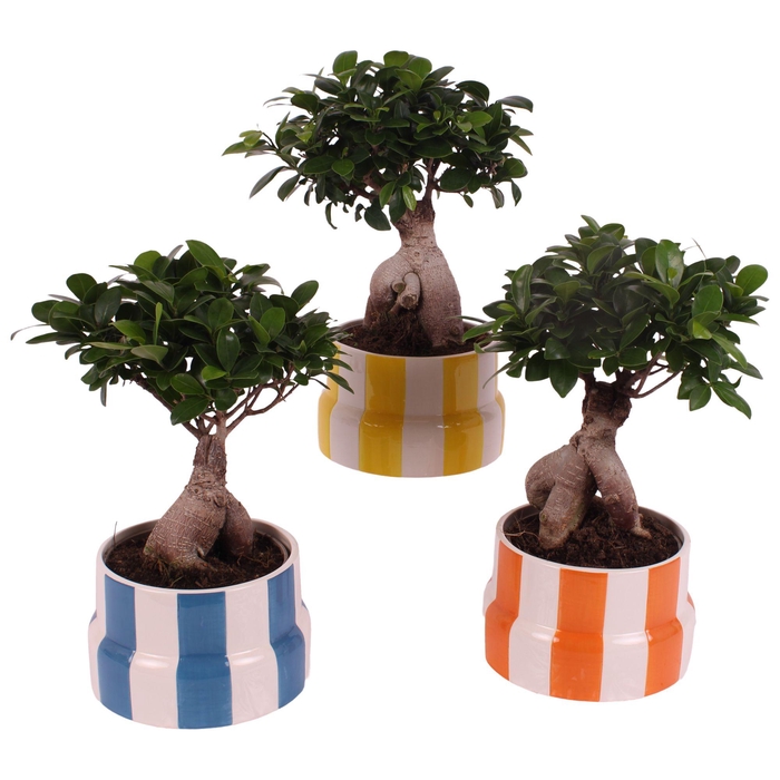 <h4>Ficus m. Ginseng Ball Shape Ø15cm in Ø18cm Ceramic EV563</h4>