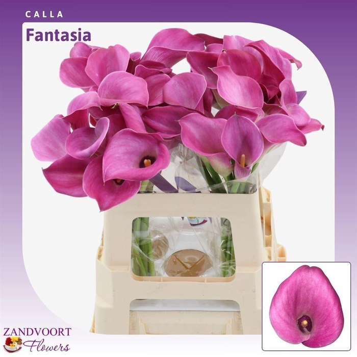<h4>Calla Fantasia | Heavy Quality</h4>