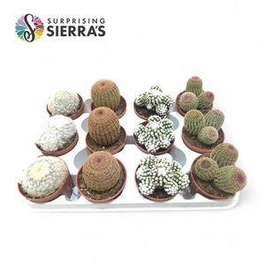 Sierra's® - Natural Pink Cactus Mix (Deluxe)