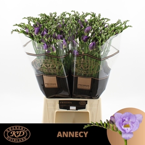 Freesia dub Annecy